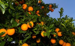 Récolte d'agrumes: quand les oranges mûrissent dans le monde