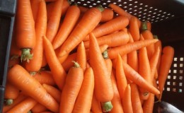 O que fazer se as cenouras não são doces ou suculentas e por que isso acontece