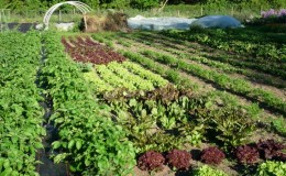 What to plant after beets next year: what mistakes to avoid in crop rotation so as not to harm the crop