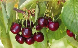 Ang pinakamahusay na mga cherry varieties para sa rehiyon ng Moscow at isang gabay sa kanilang pagpili