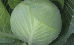 Resistant late maturing hybrid of valentine cabbage f1