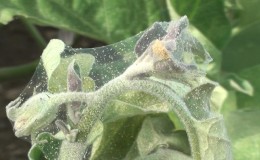 Како се носити са пауковим грињама на садницама паприке: ефикасне методе за брзо победу против штеточина