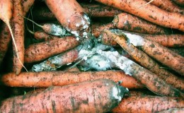 O que fazer se as cenouras apodrecerem durante o armazenamento e por que isso acontece