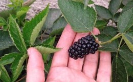 Summer Blackberry Care Guide for a Great Harvest