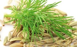 Dereotu tohumları neden pankreas için yararlıdır ve nasıl doğru kullanılır?