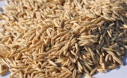 How to use oats to treat gallstone disease