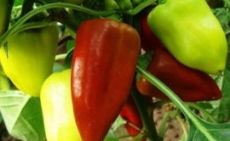 Comment cultiver la tendresse du poivre, éprouvée et appréciée des jardiniers
