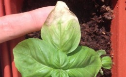 Finding out why basil turns yellow and eliminating the problem effectively