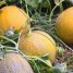 Populárny melón kolkhoz: obsah kalórií, výhody a poškodzuje telo