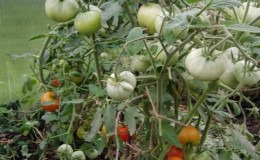 Patvarus ir neprižiūrimas kaprizas „Sibiryak“ pomidoras idealiai tinka auginti atšiaraus klimato regionuose