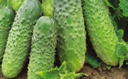 Een vroege rijpe komkommer die Murashka niet hoeft te worden bestoven door binnenlandse fokkers