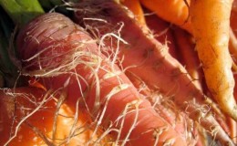 Dôvody, prečo je mrkva v zemi mäkká a čo s tým robiť