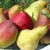 Las variedades de peras más dulces y jugosas
