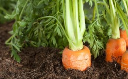Najlepšie spôsoby a život hacky o tom, ako zasadiť mrkvu, aby nedošlo k riedeniu