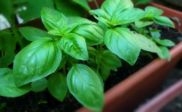 Reasons why basil grows poorly and what to do about it