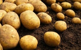 כיצד לבדוק את נוכחותו של קדמיום בתפוחי אדמה, וכיצד הוא מסוכן לבני אדם
