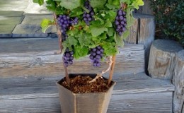 איך לשתול ולגדל ענבים בבית