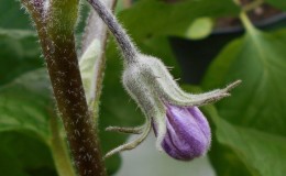 Vad ska man göra om blommorna på aubergine i växthuset faller och varför händer det?