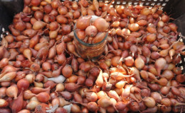 Cechy uprawy i sadzenia zestawów cebuli