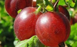 Hyvin tuottava karviaismarjalajike tummanpunaisilla hedelmillä 