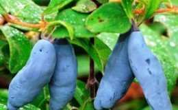 As maiores e mais doces variedades de madressilva da Sibéria