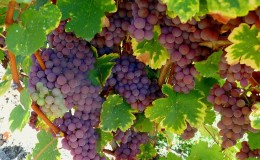 Kokios yra techninės vynuogių veislės ir kurios yra geriausios
