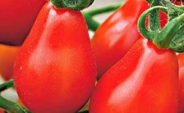 Como cultivar tomate pêra vermelho em seu site: uma visão geral da variedade e dos segredos para evitar residentes de verão experientes