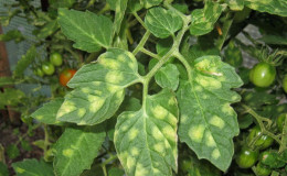 What to do if yellow spots appear on the leaves of tomatoes: we diagnose the cause and effectively fight it