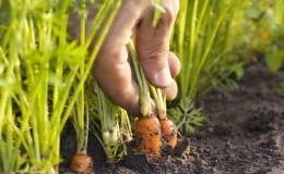 Um guia de plantio de cenouras para o inverno para jardineiros iniciantes