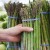 Waarom asperges goed zijn voor gewichtsverlies en hoe je het op de juiste manier eet bij het bestrijden van overgewicht