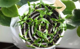 Quando e como semear mudas de berinjela e como cuidar adequadamente delas