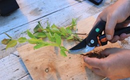 Instructions for propagating plums by cuttings in summer: from preparing cuttings to caring for a seedling