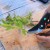 Instructions pour la multiplication des prunes par boutures en été: de la préparation des boutures au soin d'un plant