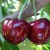 Why is the Bovine heart cherry variety good and why it is worth trying to grow it