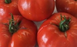 Why are Minusinsk tomatoes valuable?