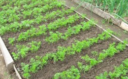 Cultiver des carottes dans la voie du milieu: un aperçu des meilleures variétés