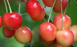 Ang iba't ibang mga maagang ripening cherry na 
