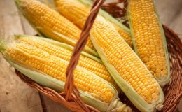 Onde e como armazenar o milho em espiga em casa: condições ideais e vida útil