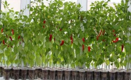 Como cultivar pimenta em casa no parapeito de uma janela: instruções passo a passo e segredos de agricultores experientes