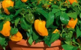 How to grow peppers in pots: photos, cultivation technology and tips
