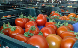 Ще разкажем и ще ви покажем как да поддържате доматите свежи за дълго време: интересни хакове за живот от опитни собственици