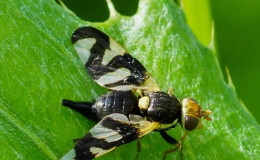 Pests and diseases of honeysuckle: signs of damage and methods of dealing with them