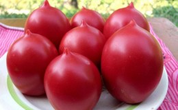 Toda una paleta en el jardín en una variedad: el tomate De Barao y los secretos de su cultivo