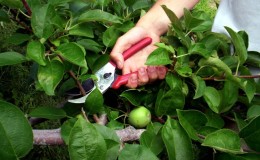 הוראות לגיזום עץ תפוחים בקיץ לגננים מתחילים