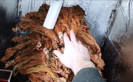 Paano mag-ferment ng tabako sa bahay: ang pinakamahusay na paraan