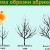 Un guide étape par étape pour les jardiniers débutants: comment tailler correctement les abricots au printemps