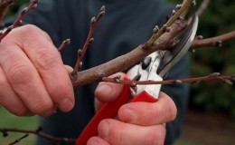How to properly prune an apricot in the fall and why you need it