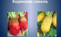 What is the difference between fodder beet and sugar beet: the difference in appearance, applications and other parameters