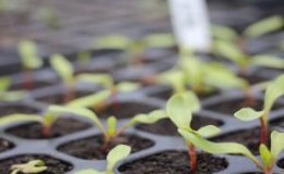 Comment et quand planter des betteraves pour les semis: moment du semis et soins ultérieurs