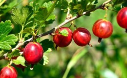 Una delle varietà di uva spina più dolci: Candy